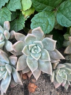 Free Succulents-Variety