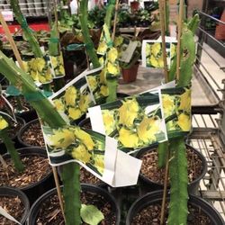 Colomban Yellow Dragon Fruit Seedling Plant