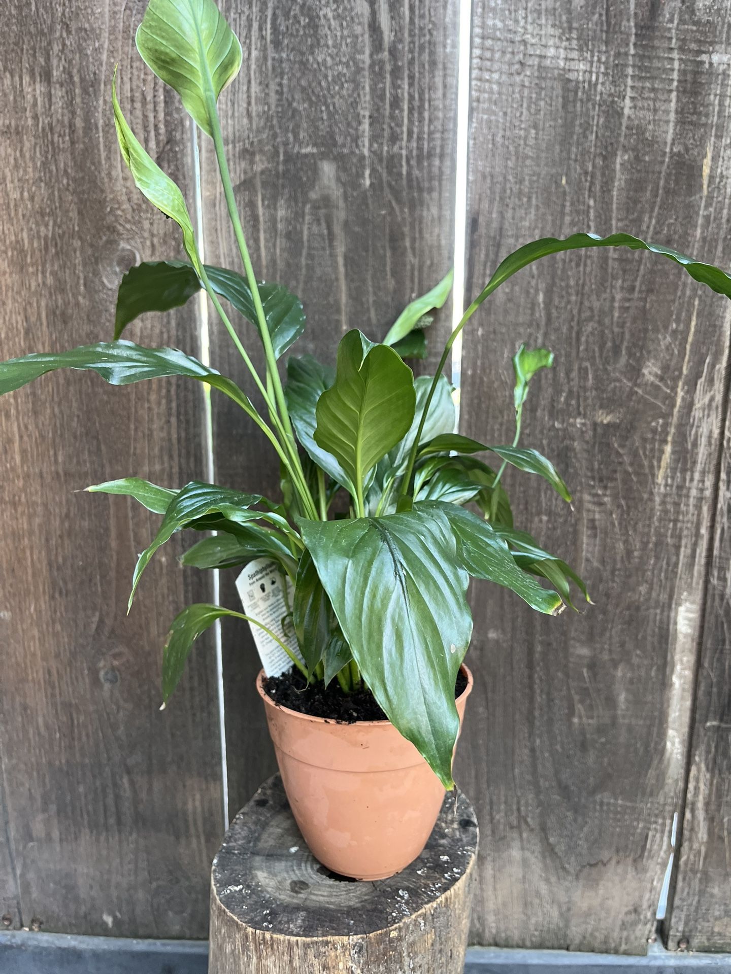 Peace Lily Plant 