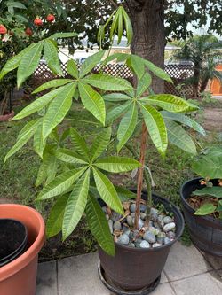 Money tree plant