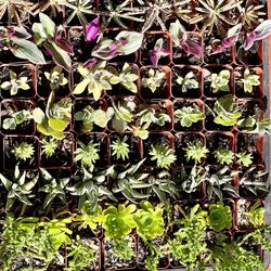 Succulent cutting variety