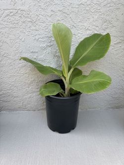 Dwarf Namwa Banana