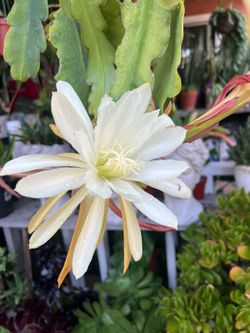 Epiphyllum plant , cactus orchidea)
