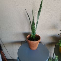 Snake Plant In 8" Clay Pot.