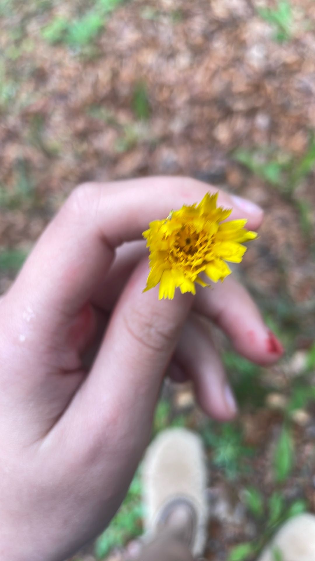 Flower