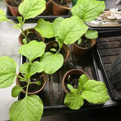 Eggplants 