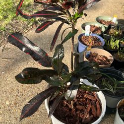 Plants