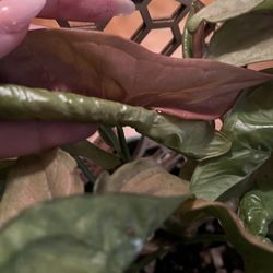 Syngonium Pink Perfection