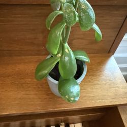 Houseplant Starter Bundle – 3 for $25
