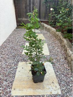 Exceptionally fragrant English climbing rose plant
