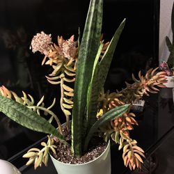 Snake Plant 
