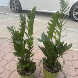 Zz Plant 25$ Each