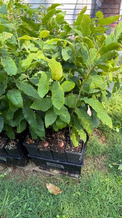 Dunstan Chestnut Trees