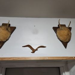 Deer Antlers 
