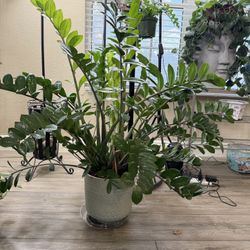 Live Large ZZ plant (Zamioculcas zamiifolia) With Ceramic Pot (Please Read Full Description)
