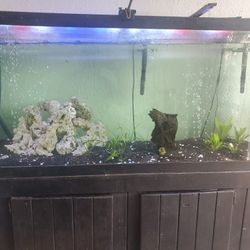 120 GALLON AQUARIUM Everything Included: Soil, Plants, Rocks, Fish, And Log