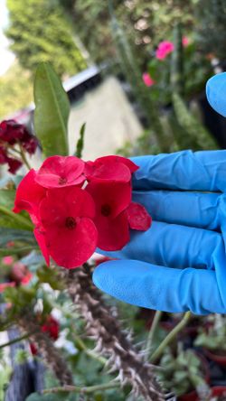 Corona De Cristo Encrastada 