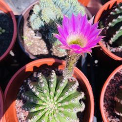 Echinocereus Cactus Imported