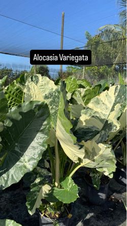 🤍💚 Alocasia Variegata