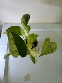 Snow Queen Pothos