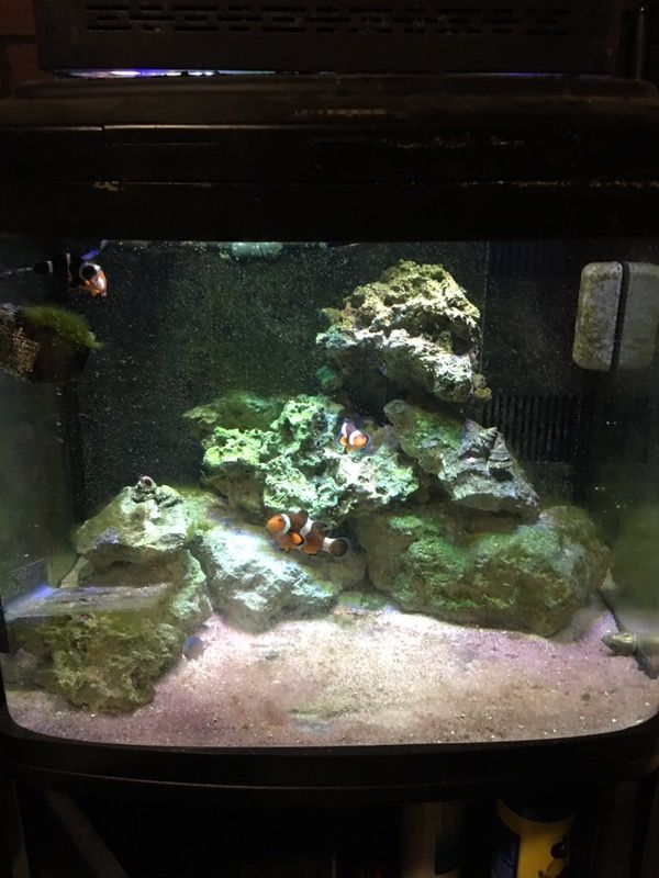 Biocube 29 gallon