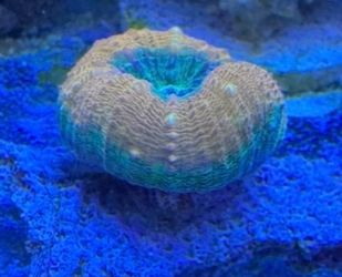 Reef tank decor lobo coral