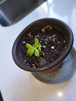 Starter Graptopetalum Bronze Succulent – Rooted Cutting in Fresh Soil