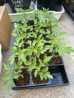 Tomato seedlings (roma)