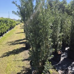 Photocarpus, eight foot tall, delivered and planted anywhere in florida