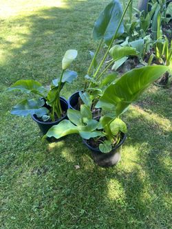 White Calla Lilies In Pot
