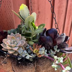 Large Hanging Succulent Pot
