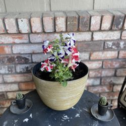 Flowers In Plastic Pot