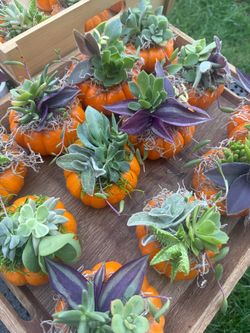 Mini pumpkin succulents