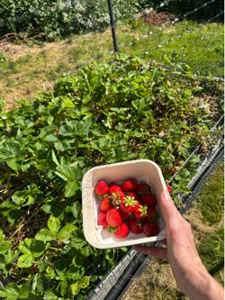 Strawberry Starts- 10/$5.00  Pick Up In Lake Stevens
