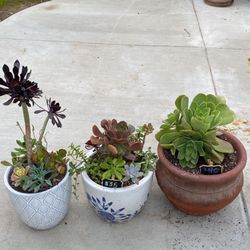 Large Beautiful Succulent Planters 