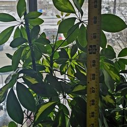 Umbrella tree (Schefflera arboricola)