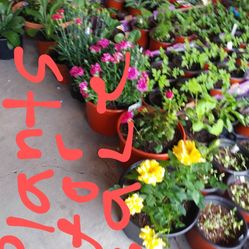 Flowers/vegetables plants for sale Sunday April 18th from 9-3 at 163 River City Blvd 63125.