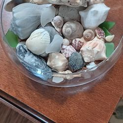 Seashells