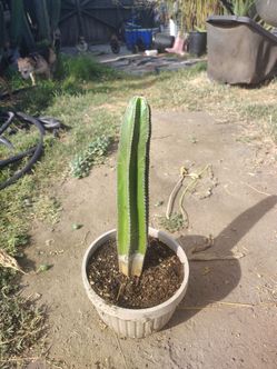 Mexican fence post cactus