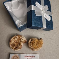 ***FALL SALE***FOSSILS ROCKS AND MINERALS 