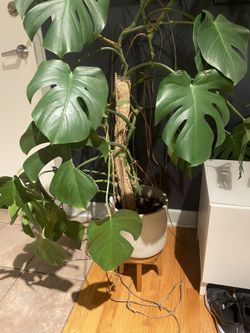 Large Monstera Plants With Pots $35/each