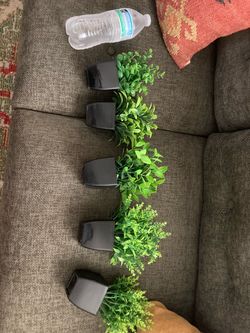 New Decorative plants