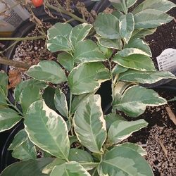 Fruit Tree And Plant Sale 