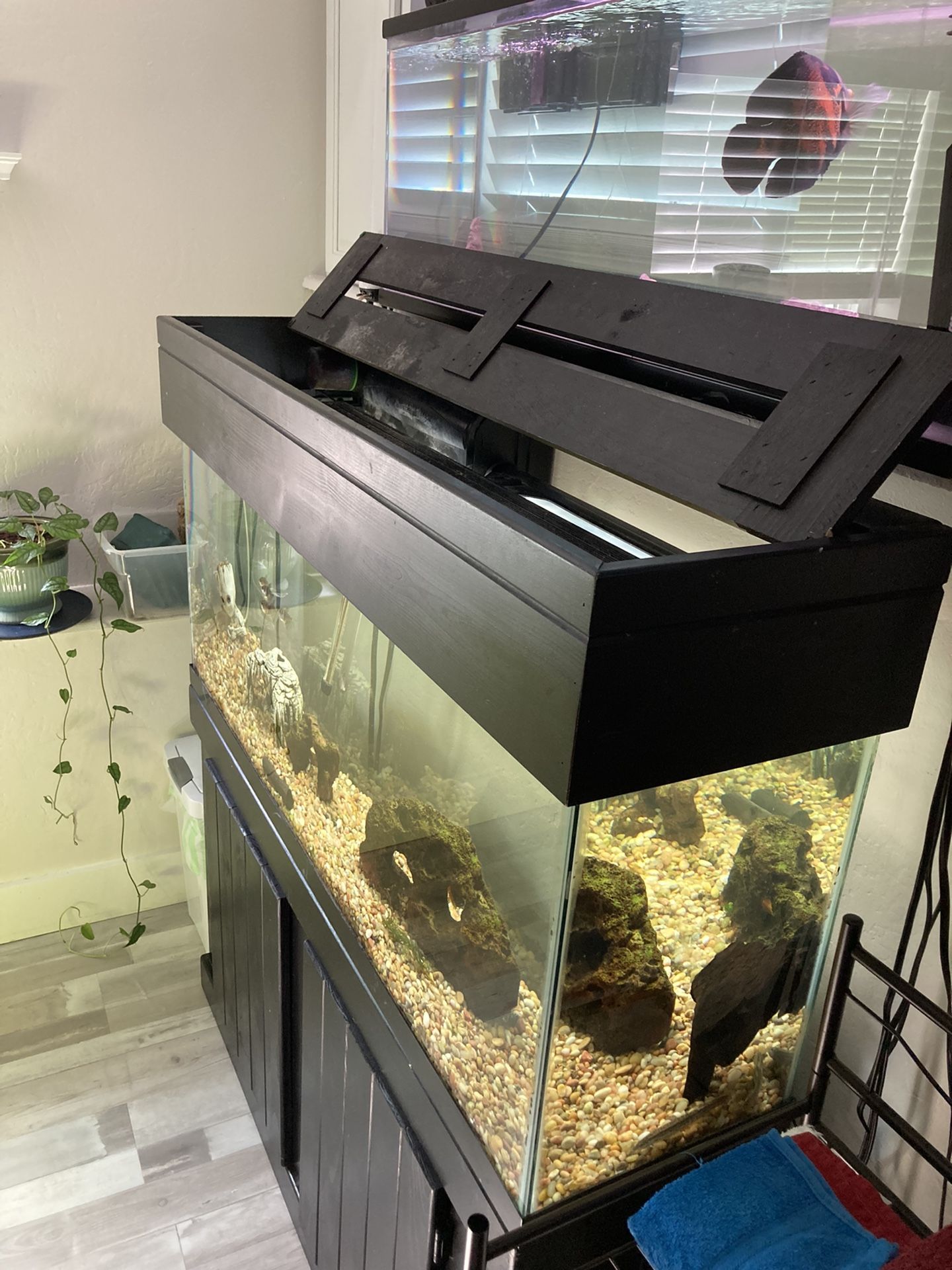 Fish Tank