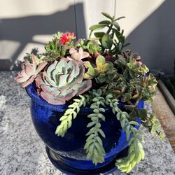 Succulent Arrangement 