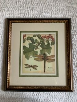 Dragonfly Framed Picture