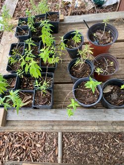 Backyard plant sale 🍀