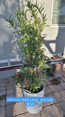 Planta de petunia mexicana