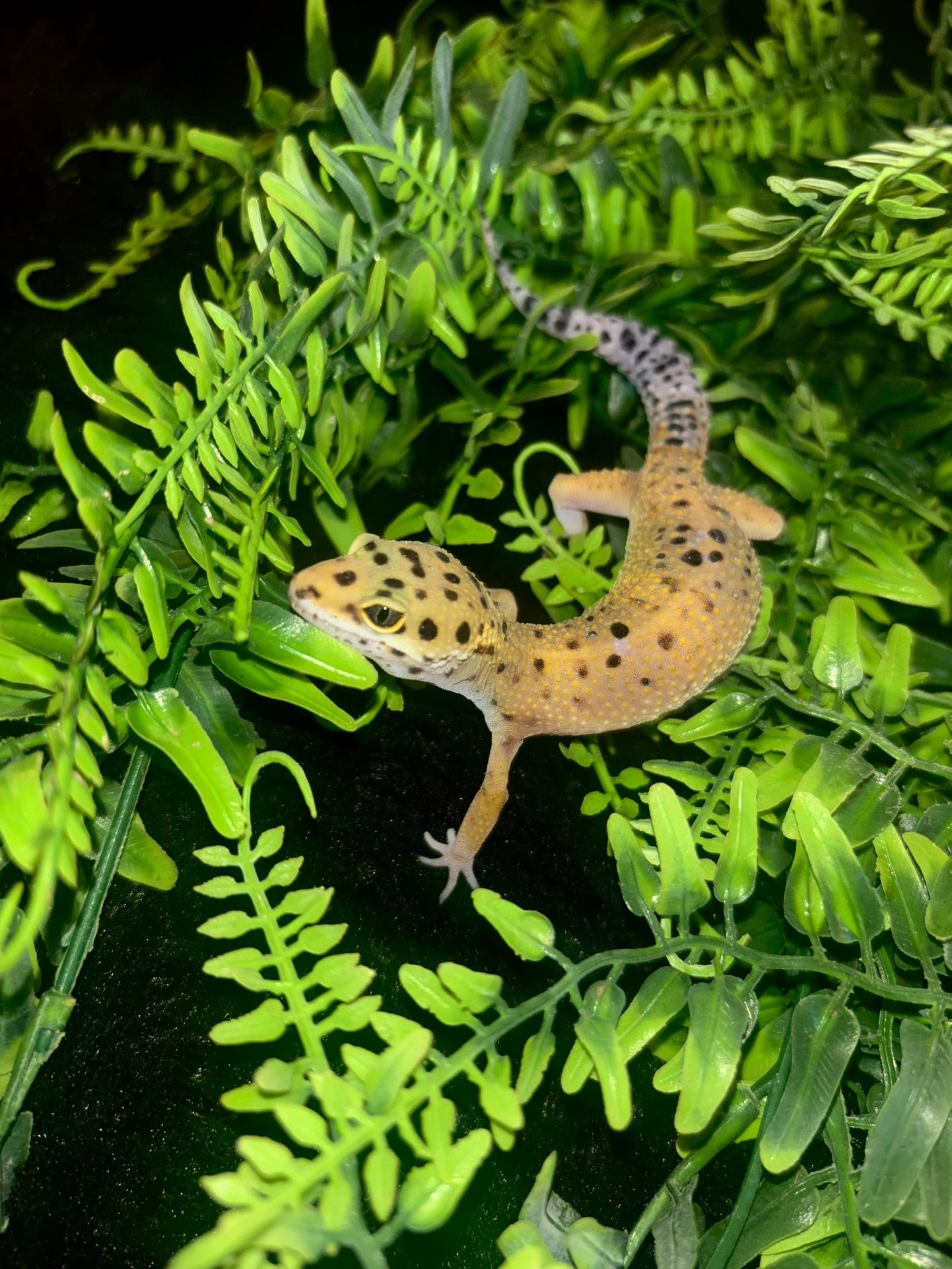 Plant