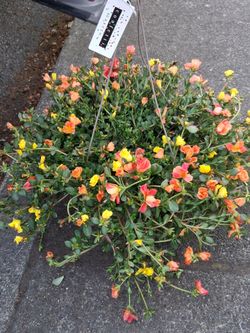 Flower baskets and flower bowls